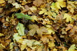 Herbstlaub