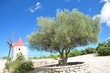 MOULIN DE DAUDET ET OLIVIER