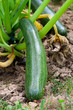 Courgette Courgette