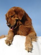 Golden Retriever-Portrait