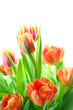 Tulpenstrauß