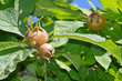 Medlar - a rare fruit with excellent taste Medlar - a rare fruit with excellent taste