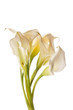 beautiful flowers beautiful flowers