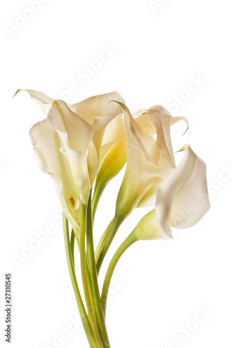 Photo: beautiful flowers beautiful flowers