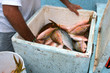 fishing in mexico