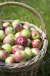 Basketful of apples