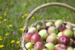 Basketful of apples