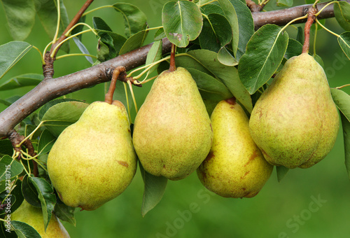 Photo: Vier reife Birnen am Birnbaum - 4 Delicious Pears Vier reife Birnen am Birnbaum - 4 Delicious Pears