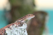 Anolis auratus - (Polychrotidae sauria) Anolis auratus - (Polychrotidae sauria)