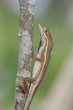 Anolis auratus - (Polychrotidae sauria) Anolis auratus - (Polychrotidae sauria)