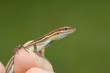 Anolis auratus - (Polychrotidae sauria) Anolis auratus - (Polychrotidae sauria)
