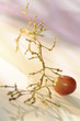 last grape on empty stalk