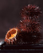 sea urchins