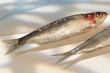 sardines