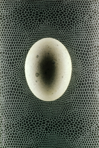 Photo: egg egg