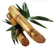 Sugar cane