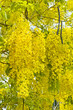 National tree of Thailand Golden Shower Tree Art Print