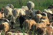 cow