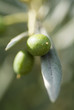 Olives