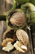 Open walnut and shell
