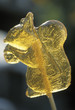 Squirrel-shaped lollypop