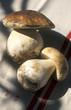 Cep mushrooms