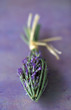 arrow-shaped bunch of lavender