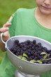 Young boy carrying a colander of blackberries
