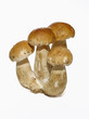 Ceps