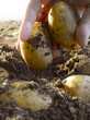 Potatoes in earth