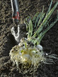 Spring onions