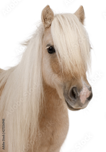 Foto: Palomino Shetland pony, Equus caballus, 3 years old Palomino Shetland pony, Equus caballus, 3 years old