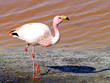 flamant rose