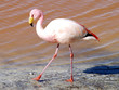 flamant rose