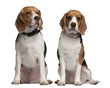 Beagles, 1 and 3 years old, sitting in front of white background