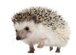 Four-toed Hedgehog, Atelerix albiventris, 2 years old, walking Four-toed Hedgehog, Atelerix albiventris, 2 years old, walking