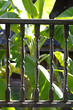 old wood balustrade