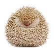 Four-toed Hedgehog, Atelerix albiventris, 2 years old, balled up Four-toed Hedgehog, Atelerix albiventris, 2 years old, balled up