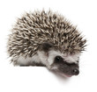 Four-toed Hedgehog, Atelerix albiventris, 3 weeks old Four-toed Hedgehog, Atelerix albiventris, 3 weeks old