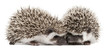 Four-toed Hedgehogs, Atelerix albiventris, 3 weeks old