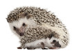 Four-toed Hedgehogs, Atelerix albiventris, 3 weeks old Four-toed Hedgehogs, Atelerix albiventris, 3 weeks old