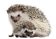 Four-toed Hedgehogs, Atelerix albiventris, 3 weeks old