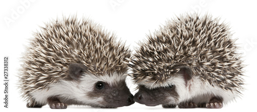 Photo: Four-toed Hedgehogs, Atelerix albiventris, 3 weeks old Four-toed Hedgehogs, Atelerix albiventris, 3 weeks old
