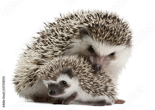 Photo: Four-toed Hedgehogs, Atelerix albiventris, 3 weeks old Four-toed Hedgehogs, Atelerix albiventris, 3 weeks old