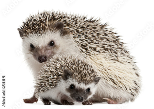 Foto: Four-toed Hedgehogs, Atelerix albiventris, 3 weeks old Four-toed Hedgehogs, Atelerix albiventris, 3 weeks old