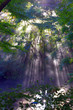 光芒ともみじ Shaft of light and maple