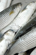 Fish in market
