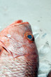 Fish in market