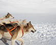 Greenlandic sled dogs