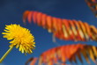 Contrasto autunnale Contrasto autunnale